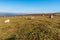 Black Mountains view with sheep