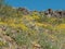 Black Mountains in Western Arizona, Spring wildflowers