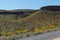 Black Mountains in Western Arizona, Spring wildflowers