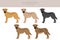 Black mouth cur clipart. Different coat colors and poses set