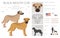 Black mouth cur clipart. Different coat colors and poses set