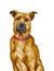 Black mouth cur dog breed drawing