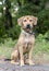 Black Mouth Cur Hound Beagle mixed breed dog