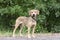 Black Mouth Cur Hound Beagle mixed breed dog