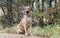 Black Mouth Cur mix dog adoption