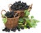 Black mulberries on baskets with leaves