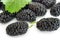 Black mulberry