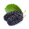 Black mulberry