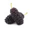 Black mulberry