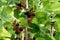 Black mulberry berries ripen on a tree among green leaves, close-up view