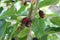 Black mulberry berries ripen on a tree on a sunny summer day