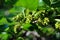 Black mulberry or blackberry green unripe berries on twig, dark green leaves