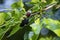 Black mulberry on the branch