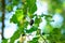 Black mulberry fruit among plantâ€™s foliage, bathed in warm sunlight.