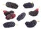 Black mulberry fruit set