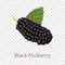 Black mulberry icon, isometric 3d style