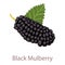 Black mulberry icon, isometric 3d style