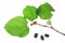 Black mulberry (Morus nigra)