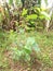 black mulberry plant