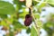 Black mulberry ripe in the garden