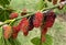 Black Mulberry Unripe Fruit