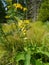 Black mullein, Verbascum nigrum flower