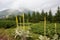 Black mullein Verbascum nigrum, on high mountains