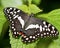 Black multi colored moth