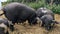 A black mummy pig sow with full teats forages with her piglets