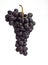 BLACK MUSCAT GRAPE vitis vinifera AGAINST WHITE BACKGROUND