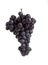 Black Muscat Grape, vitis vinifera, Fruit against White Background