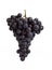 Black Muscat Grape, vitis vinifera, Fruit against White Background