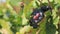Black Muscat Grapes at Vineyard