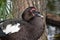 Black Muscovy Duck