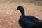 Black muscovy duck