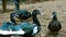 Black Muscovy Duck