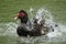 Black muscovy duck, cairina moschata