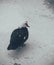 Black Muscovy duck on a frozen pond