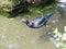 Black muscovy duck is swimming.