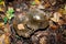 Black mushroom Lactarius necator in the autumn forest