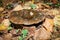 Black mushroom Lactarius necator in the autumn forest