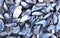 Black Mussel Shells Background