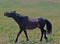 Black Mustang Wild Horse Stallion