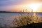 Black mustard Brassica nigra blooming on the shoreline of a pond; colorful sunset sky; San Jose, San Francisco bay area,