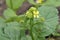 Black Mustard Flower