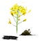 Black mustard flowers isolated on white. Black mustard yellow plant. Brassica nigra annual plant cultivated for seeds, used as a