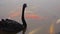 Black Mute Swan Cygnus olor swimming along with a group of Goldfish in a pond