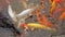 Black Mute Swan Cygnus olor swimming along with a group of Goldfish in a pond