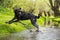 Black mutt dog jumping across stream.