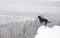 Black mutt dog outside in winter snow.